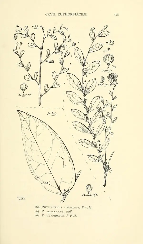 Ilustração botânica científica de espécies do gênero Phyllanthus, com detalhes morfológicos de ramos, folhas, flores e frutos.