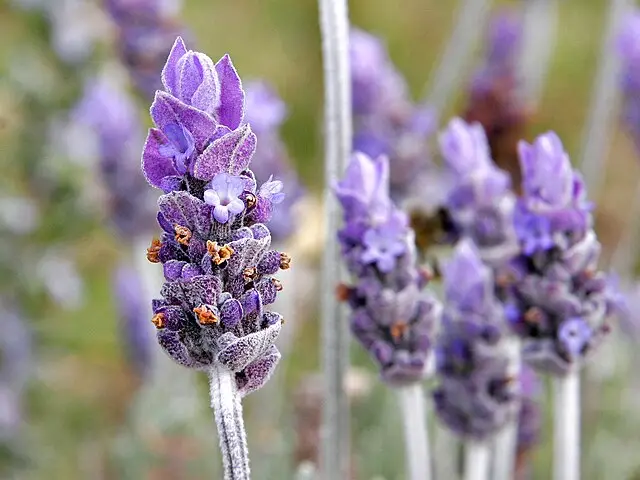 Lavanda (Lavandula angustifolia): botânica, usos tradicionais e evidências | Benverde Flor de lavanda (Lavandula angustifolia) em detalhe, evidenciando a espiga floral e sua coloração característica.