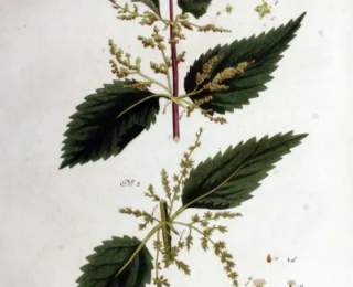 Urtiga (Urtica dioica): bot&acirc;nica, usos tradicionais, preparo e evid&ecirc;ncias cient&iacute;ficas