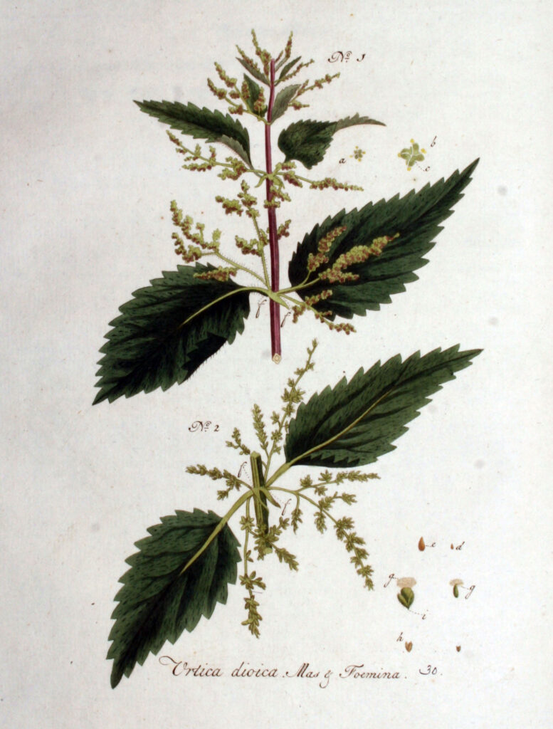 Urtiga (Urtica dioica): botânica, usos tradicionais, preparo e evidências científicas | Benverde Ilustração botânica histórica da Urtica dioica, mostrando exemplares masculino e feminino, publicada na obra Flora Batava no início do século XIX.