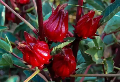 Cálices vermelhos de hibisco usados no preparo do chá de hibisco