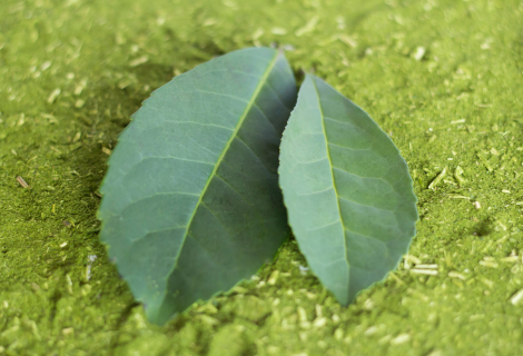 Folhas de erva-mate (Ilex paraguariensis), planta utilizada no preparo do chá-mate