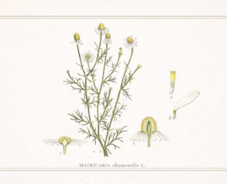 Camomila (Matricaria chamomilla): benefícios, usos e guia completo da planta medicinal