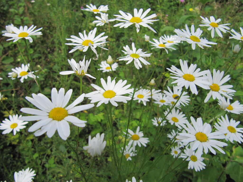 Camomila (Matricaria chamomilla): benefícios, usos e guia completo da planta medicinal | Benverde Flores de camomila crescendo naturalmente em campo aberto mostrando a planta medicinal em floração.
