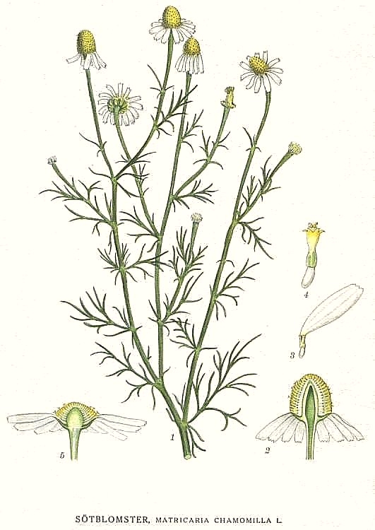 Camomila (Matricaria chamomilla): benefícios, usos e guia completo da planta medicinal | Benverde Gravura botânica de Matricaria chamomilla (camomila) por Carl Axel Magnus Lindman mostrando flores, folhas e estrutura da planta medicinal.