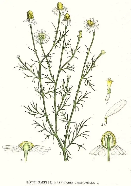 Gravura botânica de Matricaria chamomilla (camomila) por Carl Axel Magnus Lindman mostrando flores, folhas e estrutura da planta medicinal.