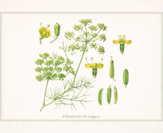 Erva-doce (Foeniculum vulgare): benefícios, propriedades medicinais e como usar