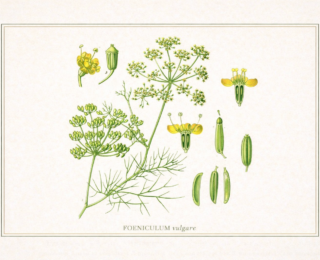 Erva-doce (Foeniculum vulgare): benefícios, propriedades medicinais e como usar