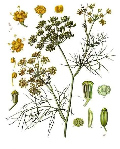 Ilustração botânica de Foeniculum vulgare mostrando flores, folhas e frutos da erva-doce.