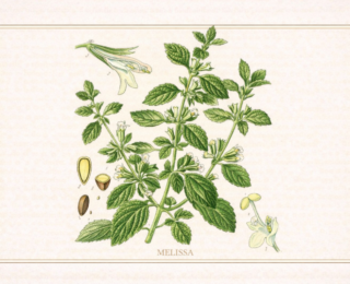 Melissa officinalis: bot&acirc;nica, usos tradicionais e evid&ecirc;ncias cient&iacute;ficas