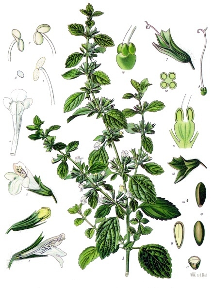 Ilustração botânica histórica de Melissa officinalis publicada no século XIX.
