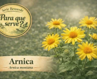 Arnica: para que serve, como usar e cuidados importantes