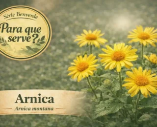 Arnica: para que serve, como usar e cuidados importantes