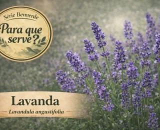 Para que serve a Lavanda? Como usar e benefícios no dia a dia