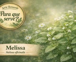 Para que serve a Melissa officinalis? Benefícios da erva-cidreira verdadeira