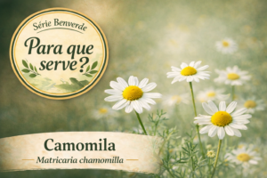 Para que serve a Camomila? Benefícios, chá e usos da Matricaria chamomilla