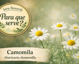 Para que serve a Camomila? Benefícios, chá e usos da Matricaria chamomilla