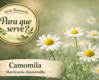 Para que serve a Camomila? Benefícios, chá e usos da Matricaria chamomilla