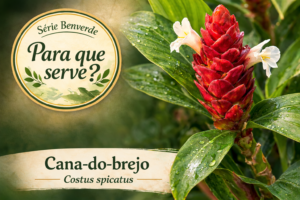 Para que serve a cana-do-brejo? Benefícios e usos da planta medicinal