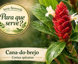 Para que serve a cana-do-brejo? Benefícios e usos da planta medicinal