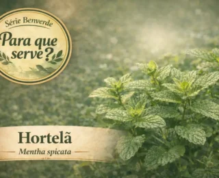 Para que serve a Hortel&atilde; (Mentha spicata)? Benef&iacute;cios e usos tradicionais