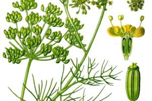 Erva-doce (Foeniculum vulgare): benefícios, propriedades medicinais e como usar
