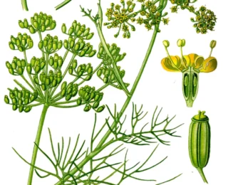 Erva-doce (Foeniculum vulgare): benefícios, propriedades medicinais e como usar