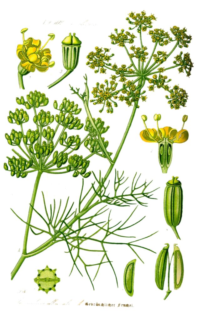Gravura botânica da erva-doce (Foeniculum vulgare) mostrando folhas finas e flores amarelas em umbela.