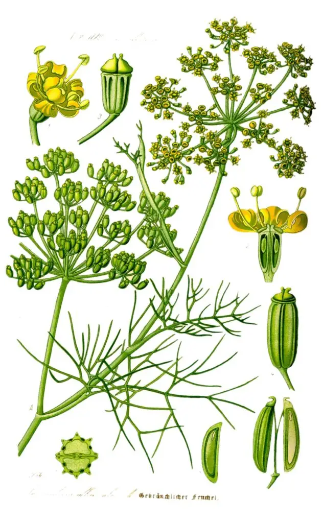 Gravura botânica da erva-doce (Foeniculum vulgare) mostrando folhas finas e flores amarelas em umbela.
