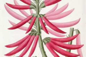 Mulungu (Erythrina mulungu): benefícios, usos tradicionais e o que diz a ciência