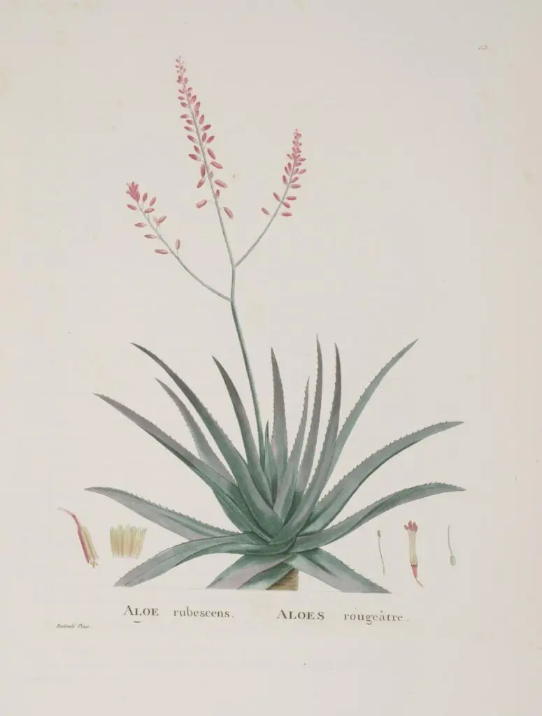 Ilustração botânica da babosa (Aloe vera) com folhas e inflorescência em estilo científico clássico