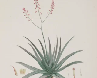 Babosa (Aloe vera): propriedades, usos tradicionais e o que diz a ciência