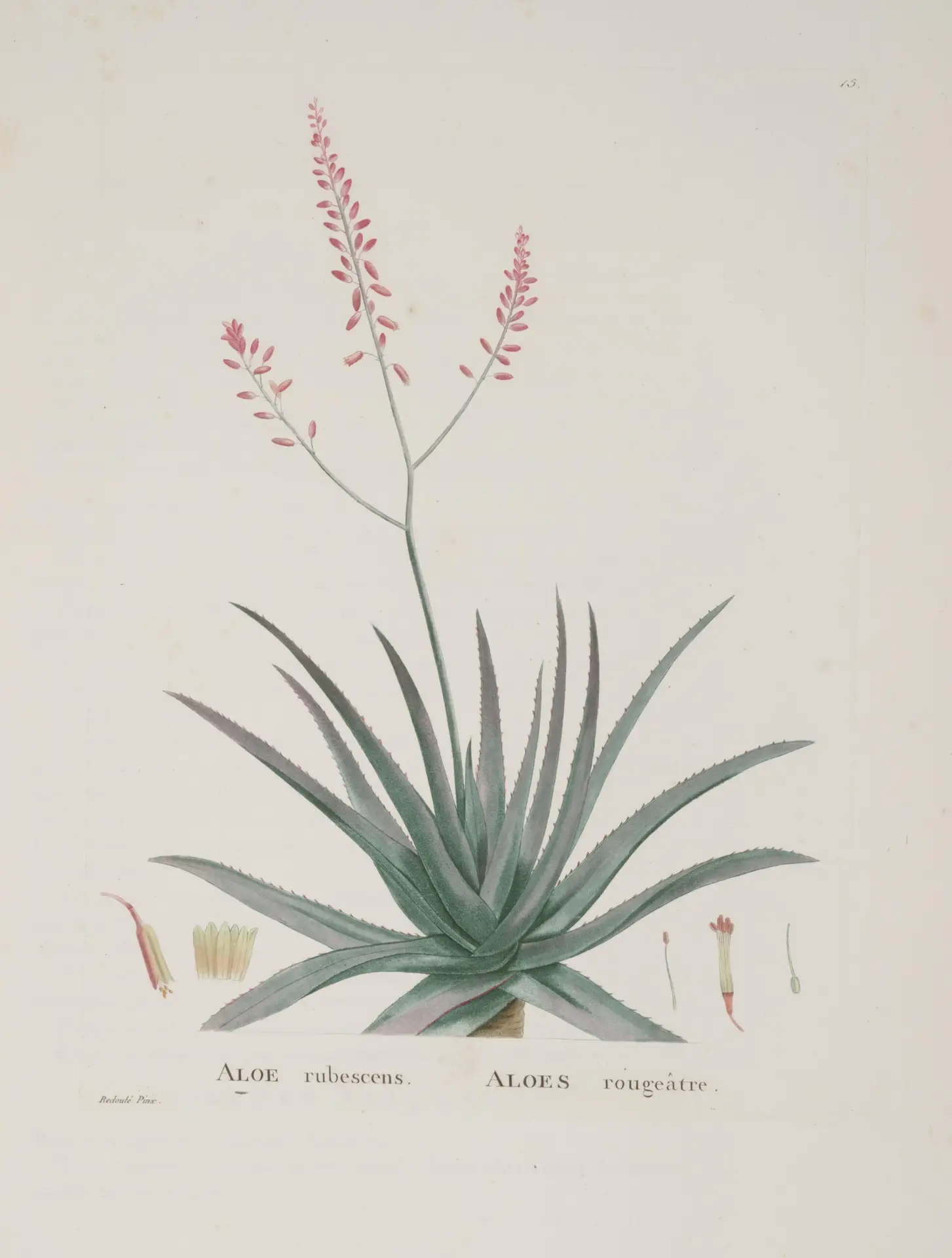 Ilustração botânica histórica de babosa, Aloe vera, publicada no início do século XIX.