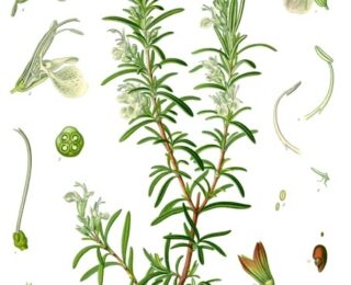 Alecrim (Rosmarinus officinalis): propriedades, usos tradicionais e o que diz a ci&ecirc;ncia