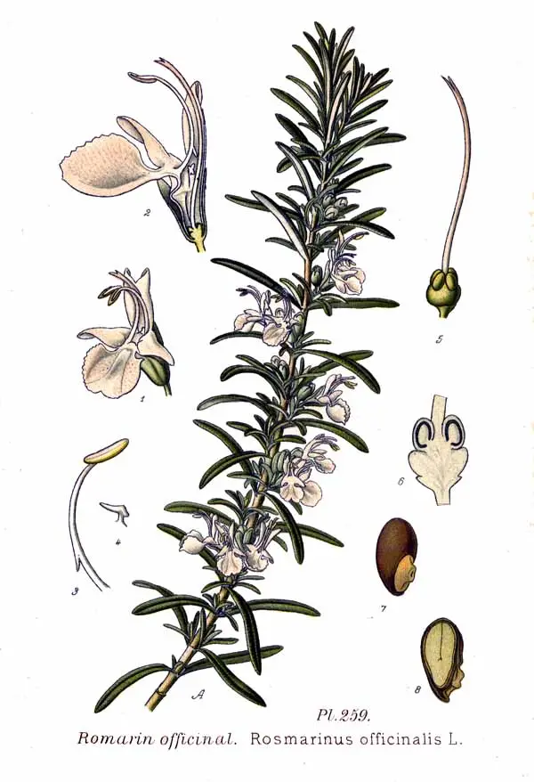 Desenho botânico do alecrim (Rosmarinus officinalis) mostrando flores e detalhes estruturais da planta medicinal