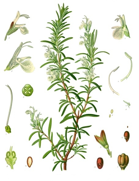 Ilustração botânica de alecrim (Rosmarinus officinalis) do século XIX mostrando folhas, flores e estruturas da planta medicinal