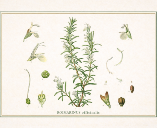 Alecrim (Rosmarinus officinalis): propriedades, usos tradicionais e o que diz a ciência