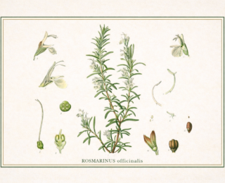 Alecrim (Rosmarinus officinalis): propriedades, usos tradicionais e o que diz a ciência