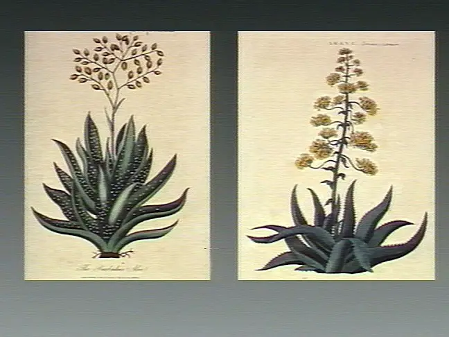 Comparação botânica entre babosa (Aloe vera) e agave (Agave americana)