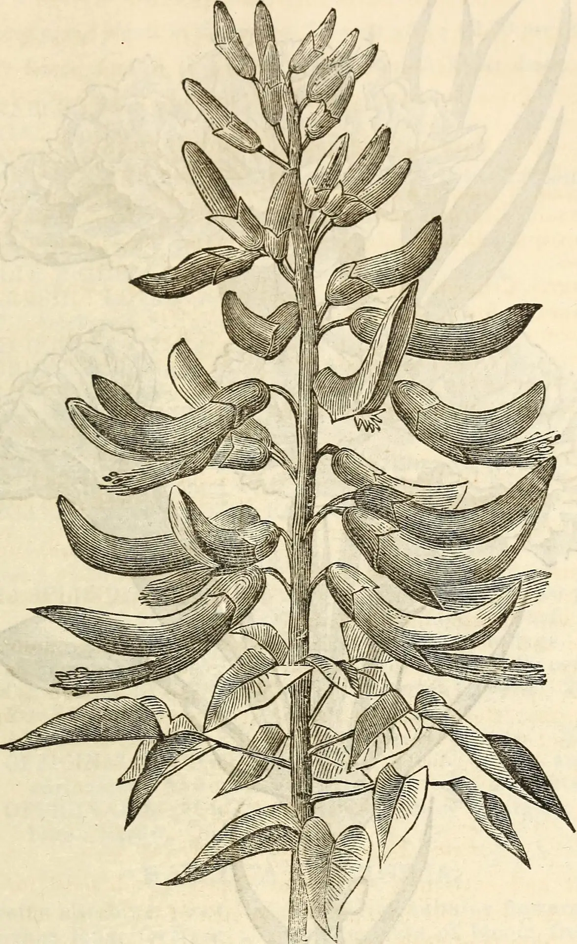 Ilustração botânica histórica do gênero Erythrina, relacionada ao mulungu (Erythrina mulungu)