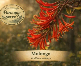 Para que serve o Mulungu? Benefícios, como usar e quando tomar
