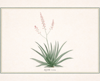 Babosa (Aloe vera): propriedades, usos tradicionais e o que diz a ciência