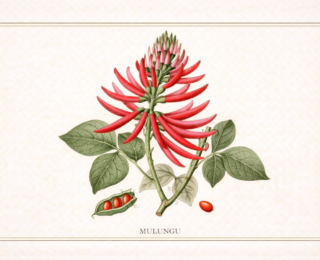 Mulungu (Erythrina mulungu): benefícios, usos tradicionais e o que diz a ciência