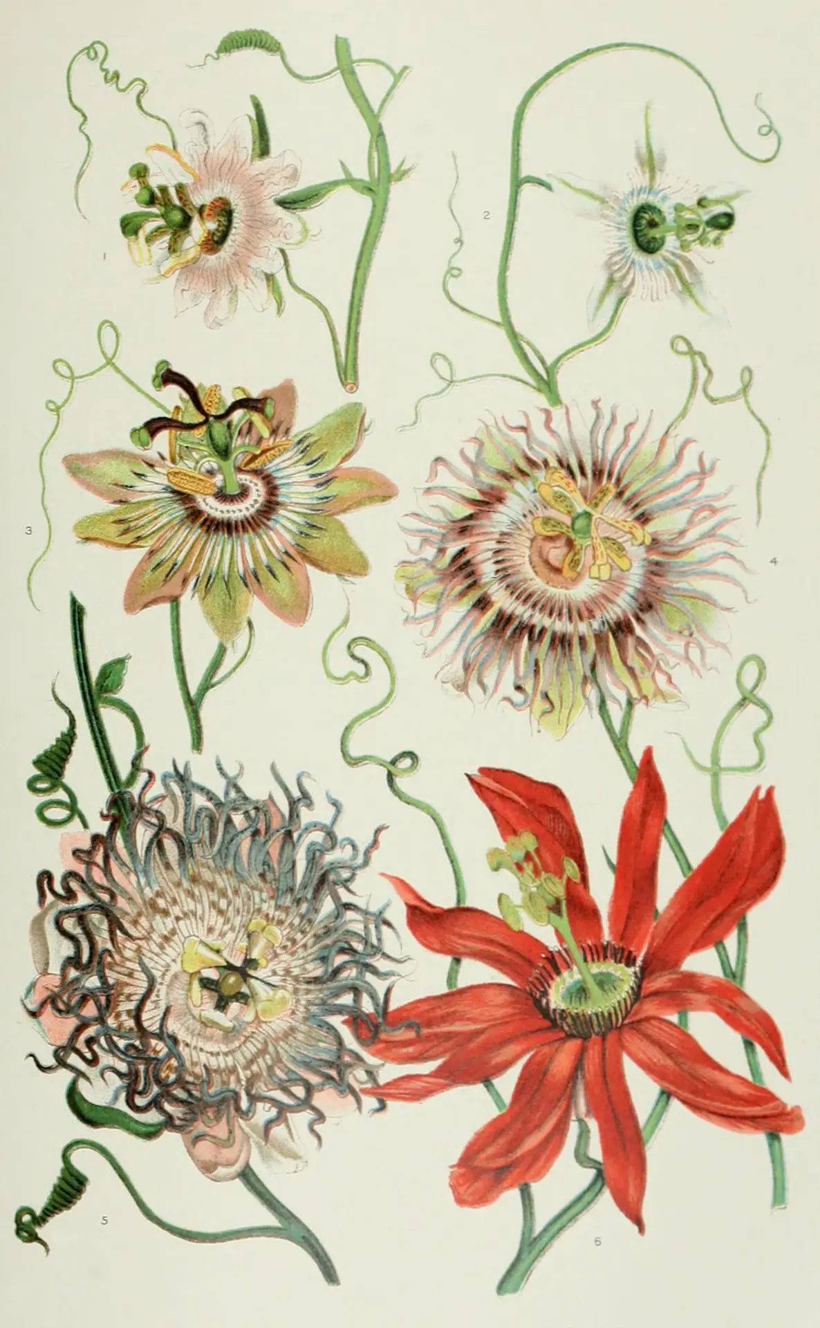 Ilustração botânica histórica de flores do gênero Passiflora, publicada no início do século XX.