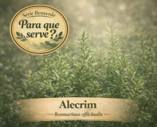 Para que serve o alecrim? Benefícios, usos e como utilizar no dia a dia