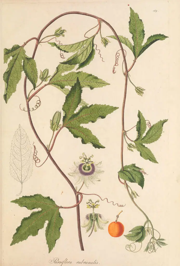Ilustração botânica do maracujá (Passiflora sp.) com folhas, flores e fruto da planta