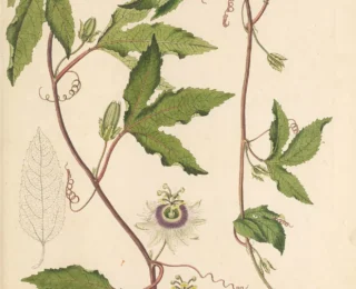 Maracuj&aacute; (Passiflora edulis): propriedades, usos tradicionais e o que diz a ci&ecirc;ncia