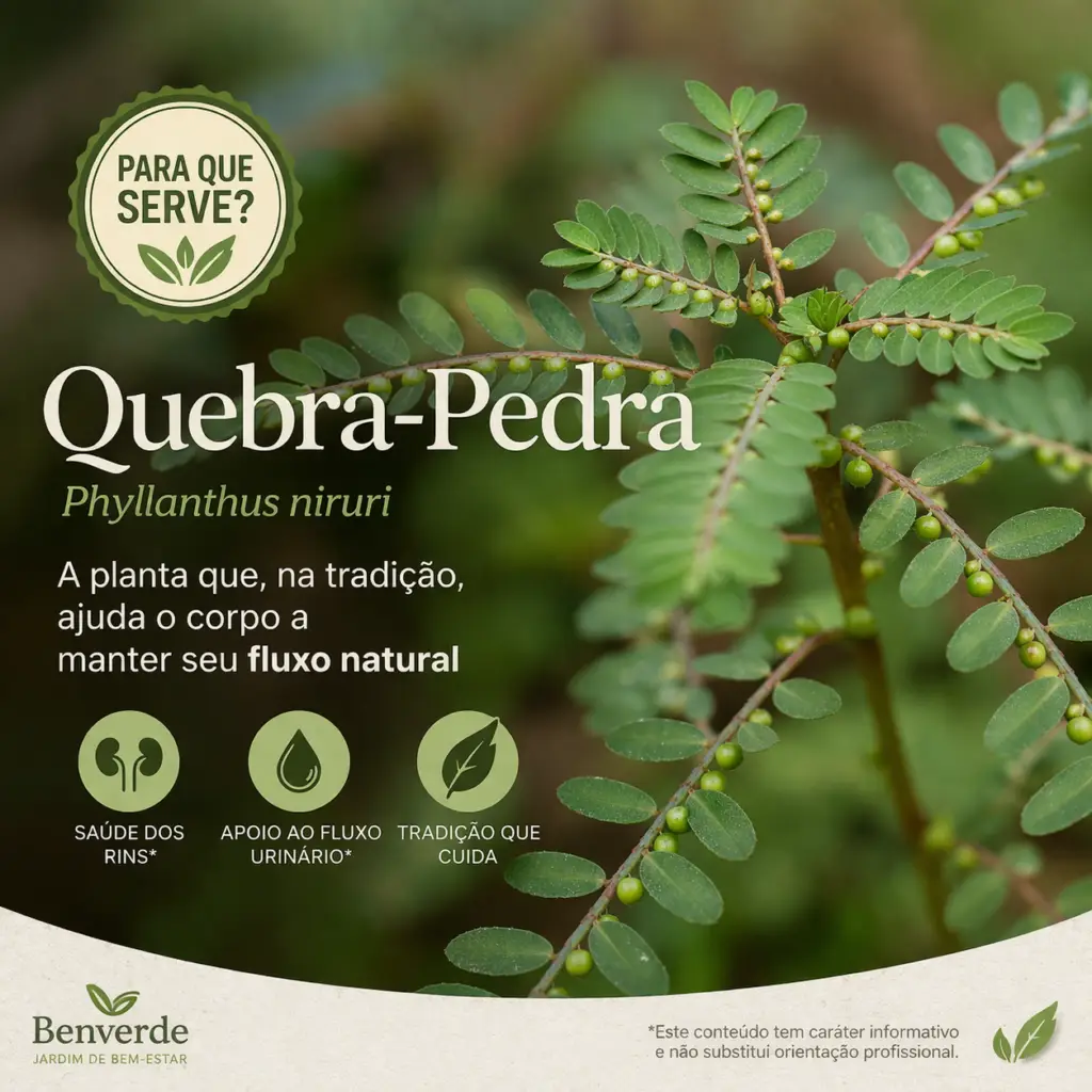 Para que serve a quebra-pedra: planta medicinal Phyllanthus niruri benefícios naturais