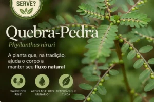 Para que serve a quebra-pedra? Benefícios e uso tradicional da planta