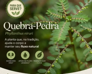 Para que serve a quebra-pedra? Benefícios e uso tradicional da planta